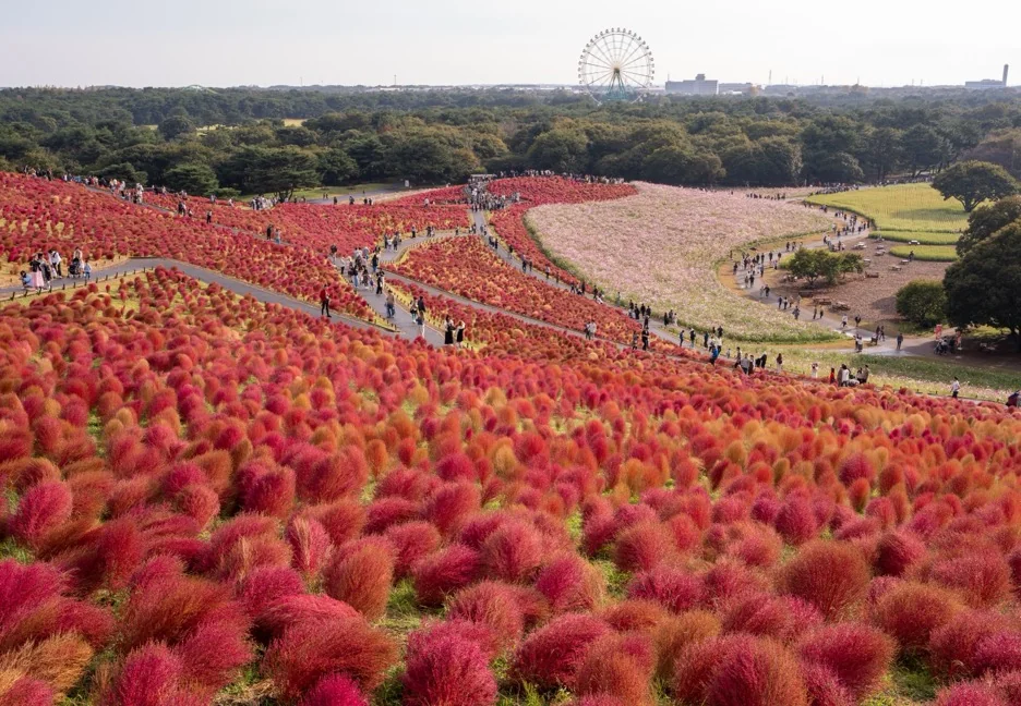 ひたち海浜公園コキア完全ガイド｜みはらしの丘の見頃・季節料金・混雑回避のコツ（ひたちなか市）
